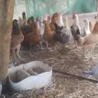 دجاج بوالدي