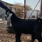 تيس عارضي صنف الصنف للبيع