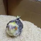 كروان شهر وعشرا ايام