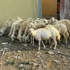 ضان حريات 14 يتبعها 14