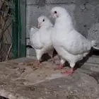 جوز كنق