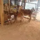 عنز معها 2 جفره وتيس