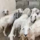 ضان للبيع العدد 8 رقم التواصل
