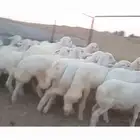 النوع بهم حري   العدد   28 فيها 7 رخال فقط