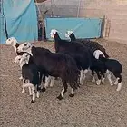 غنم نجد خلفات طيبه ماشاء الله