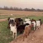 تيوس طيبه للبيع