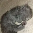 قطط للبيع هملايا شيرازي ذكور