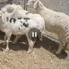 ثلاث غنم حريھ مسان   رخل للبيع بمحافظة الطائف