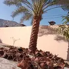 تكريب وتنضيف وغرس نخل التواصل