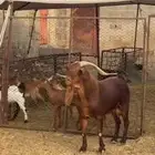 تيس ادهم فحل للبيع