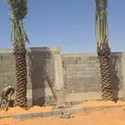 نخل للبيع وأسعاره طيبه