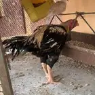 ديك باكستاني