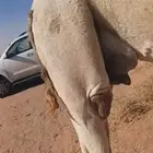 ناقة خلفة للبيع