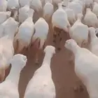 يوجد لدينا ضان رفيددات دفيع