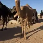 للبيع بكره شعلا طيبه
