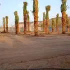 نخل للبيع