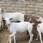 معزا مقاني