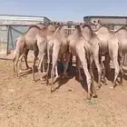 قعدان للبيع مغلقة موقع نجران