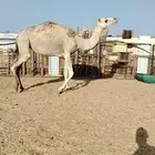 ناقه رباعيه