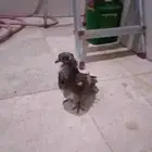 فراخ كشكش وحبه باكستاني الي يبيه بربعين اله يبارك له