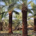 نقوم بتكريب النخيل العربي والاواشنطان التواصل معنا