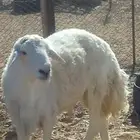 فحل حري للبيع