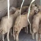 عشره فران تربيه