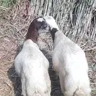 اثنين فران وتيس وشاه