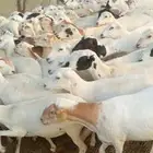 ضان رفيدي قرايب الا شرط العدد ميه..غنم دهم بلدي قرايب وماتج