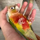 طير بغبغان كنيور 3 شهور دخل 4 للجادين التواصل واتس 0