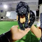 للبيع جراوي توي بودل تي كب ( Toy poodle tea cup)