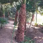 مشتال افندينه لي ازراعه وتنثيك الحديق