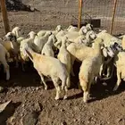 طليان ورخال تربيه
