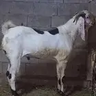 فحل هندي فاخر