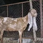 جفرة كاموريه فاخره