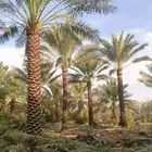 نخل نقوم بتوريد جميع انواع إنخل عربي وواشنطني جميع المقاسات