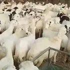 Pregnant Sheep and Strong Bodies