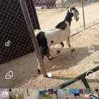 للبيع عنز دافع سنها تامه فحص سونر