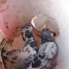 جوز كفوو