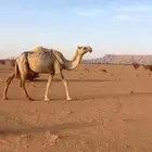 للبيع ظروبه السن شاق سليمه العذاريب