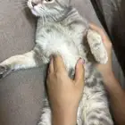 قطه التبني السريع