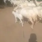 يوجد لدينا ضان رفيددات مولدات ودفيع