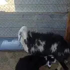 شاه نجديه سديس تحتها خروف عمره فوق الشهر ديد سلم وروم