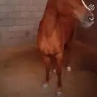 فرس
