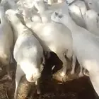 ضأن قرايب دفيع فااخره على شرط فحص سونار العدد60راس مراح واحد