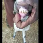 رفيديه مطفل تحتها خروف