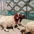طليان نعيم