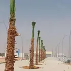ابوسالم لتوريد انخيل الواشنطني