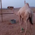 قعود حق للبيع