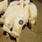 طليان فل شحم ماشا الله تبارك الله